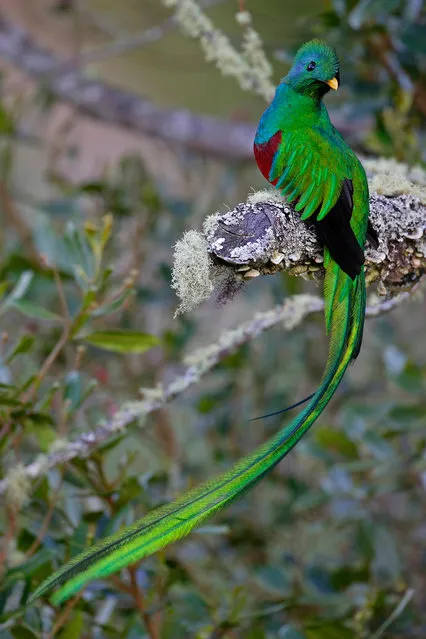 Resplendent Quetzal