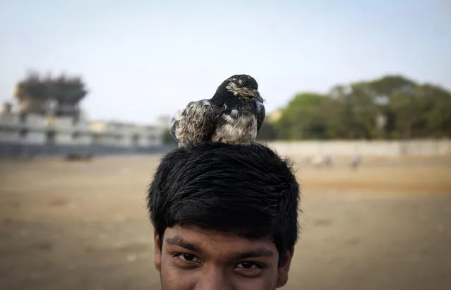 A boy rests his pet pigeon on his head as he plays with it in a slum in Mumbai April 28, 2014. (Photo by Danish Siddiqui/Reuters)