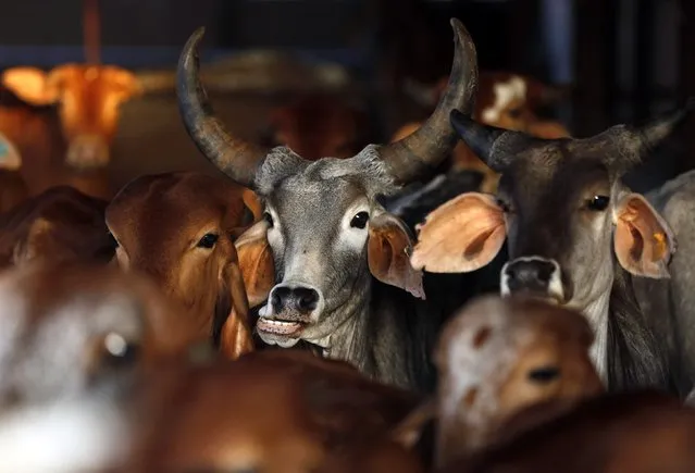Rescued cattle are seen at a “goushala”, or cow shelter, run by Bharatiya Gou Rakshan Parishad, an arm of the Hindu nationalist group Vishwa Hindu Parishad (VHP), at Aangaon village in the western Indian state of Maharashtra February 20, 2015. (Photo by Shailesh Andrade/Reuters)