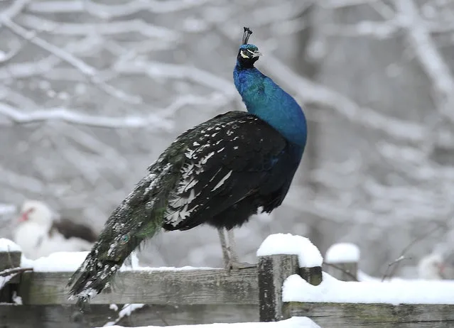 A peacock named “Moe” roosts on a grapevine frame following an overnight snowfall in Monroe Township, Pa., Wednesday, February 10, 2016. (Photo by Mark Moran/The Citizens' Voice via AP Photo)