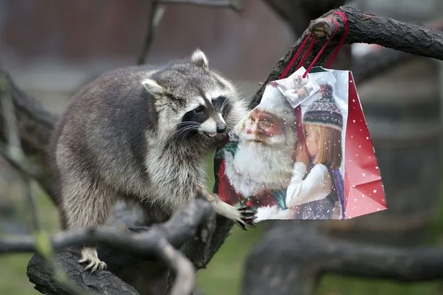 A racoon plays with a christmas present at Hanover Zoo on December 20, 2013 in Hanover, Germany. (Photo by Nigel Treblin/Getty Images)