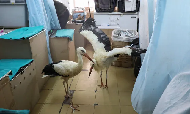 Two storks affected by a wildfire north of Athens, are seen at the Hellenic Wildlife Care Association ANIMA's first aid centre, in Athens, Greece, August 8, 2021. Picture taken August 8, 2021. (Photo by Louiza Vradi/Reuters)