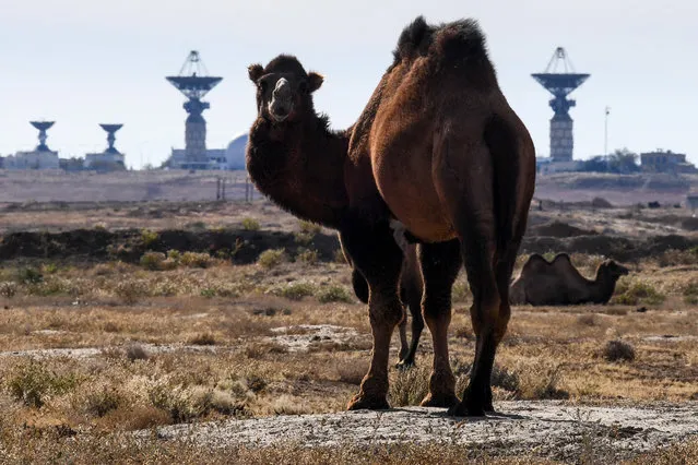 A camel is pictured in front of the Saturn tracking complex at the Russian-leased Baikonur cosmodrome in Kazakhstan on October 9, 2018. An astronaut and cosmonaut are due to travel to the ISS on October 11 aboard a Russian Soyuz MS-10 spacecraft from the Baikonur Cosmodrome in Kazakhstan. (Photo by Kirill Kudryavtsev/AFP Photo)