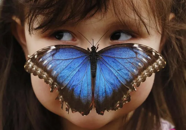 Stella Ferruzola, 3, poses with a Blue Morpho butterfly on her nose at the Sensational Butterflies Exhibition at the Natural History Museum in London March 25, 2013. (Photo by Luke MacGregor/Reuters)