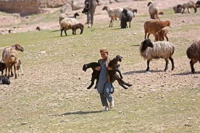 An Afghan nomad, called Kuchi, boy carries lambs on the outskirts of Kabul, Afghanistan, Monday, April, 13, 2015. (Photo by Rahmat Gul/AP Photo)