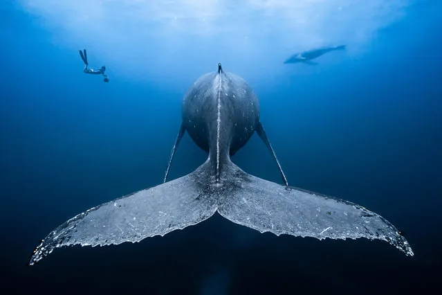 Wide Angle category winner. Gentle Giants by François Baelen (Reunion) taken off Saint-Gilles, Reunion Island. “At the very end of the day, this humpback whale was resting 15 metres down and allowed me to free dive centimetres away from her tail. I told my friend I wanted him to be part of the shot, but didn’t need to ask the playful calf. He was very curious. From down there, the scene looked unreal and I’m glad that this photograph has captured this moment. Humpback whales are amazing and peaceful animals and I still can’t believe they are still being hunted by mankind today”. (Photo by François Baelen/Underwater Photographer of the Year 2019)
