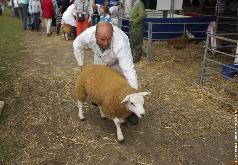 Exhibitors At The Great Yorkshire Show