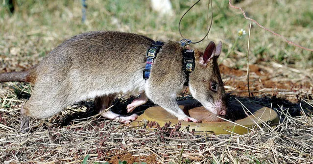 A giant African pouched rat identifies a landmine during training in sniffing and detecting landmines at the Sokoine University landmine fields in Morogoro, Tanzania, September 16, 2004. (Photo by Reuters/Stringer)