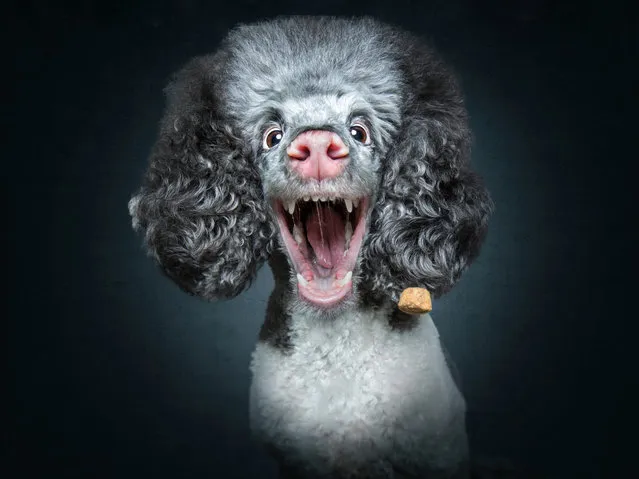 Poodle gives the impression it's plugged into the mains. (Photo by Christian Vieler/Caters News Agency)