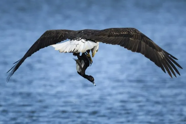 An unlucky ring-necked duck was plucked from a lake by an adult bald eagle, Wednesday, November 3, 2021 in Olathe, Kan. (Photo by Reed Hoffmann/AP Photo)