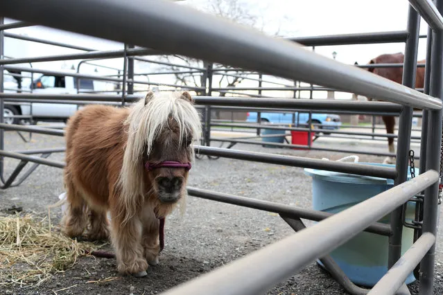 A miniature horse is held in a stable at a Red Cross relief center in Chico, California, after an evacuation was ordered for communities downstream from the Lake Oroville Dam, in Oroville, California, U.S. February 13, 2017. Most relief stations were not accepting pets, especially larger ones. (Photo by Beck Diefenbach/Reuters)