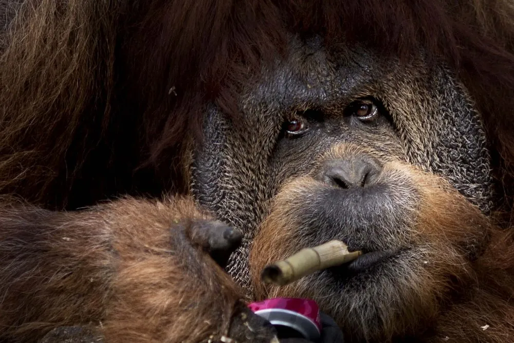 The Week in Pictures: Animals, March 22 – March 28, 2014