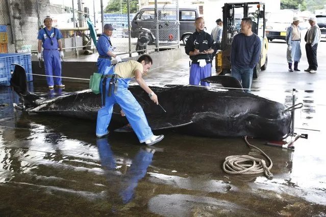 A captured short-finned pilot whale is measured by fishery workers, including Fisheries Agency employees, at Taiji Port in Japan's oldest whaling village of Taiji, 420 km (260 miles) southwest of Tokyo, in this June 4, 2008 file photo. Japan's whaling programme in seas near Antarctica is not for scientific purposes, judges at the U.N.'s highest court ruled on March 31, 2014, agreeing with Australia that Tokyo should revoke permits to catch and kill whales for research purposes. (Photo by Issei Kato/Reuters)