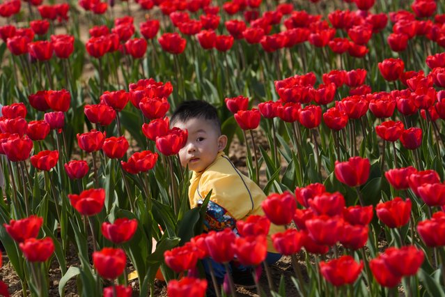 A child picks flowers in a tulip field, in Arese, near Milan, Italy, Friday, March 22, 2024. Dutch couple Edwin Koeman, and Nitsuje Wolanios planted some 715.000 tulips in a field outside Milan, which opened to the public on March and will remain open until April 25. (Photo by Luca Bruno/AP Photo)