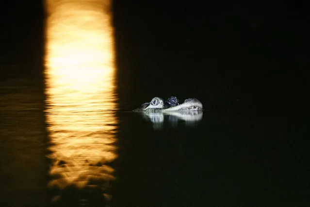 An alligator floats in the Humboldt Park Lagoon, Tuesday, July 9, 2019, in Chicago. Officials couldn't say how the creature got there, but traps are being placed around the lagoon in hopes the animal will swim into one and be safely removed. (Photo by Armando L. Sanchez/Chicago Tribune via AP Photo)