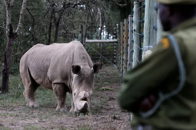 A wildlife ranger keeps guard as a northern white rhino, only three of its kind left in the world, moves in an enclosed and constantly protected perimeter ahead of the Giants Club Summit of African leaders and others on tackling poaching of elephants and rhinos, Ol Pejeta conservancy near the town of Nanyuki, Laikipia County, Kenya, April 28, 2016. (Photo by Siegfried Modola/Reuters)