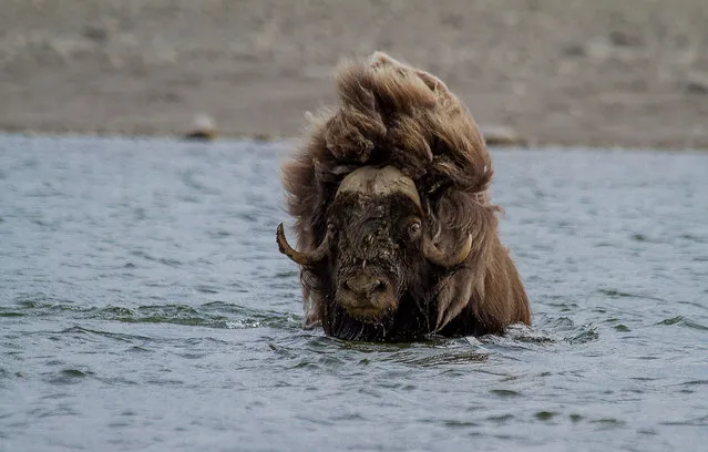 Wild Musk Oxen in Arctic Prairie in Russia