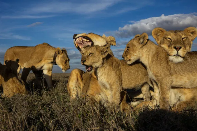 “We habituated the Vumbi pride to a remote-controlled toy camera car and were able to make very intimate ground-level images. This gave a dignified insight into lion social behavior. The fragile car would morph into a rugged robot tank as the assignment continued”. (Photo by Michael Nichols/Sony World Photography Awards)