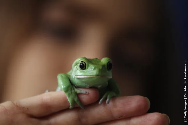 A Waxy Tree Frog rests on a zookeeper's hand during a photocall to promote London Zoo's annual stock take of animals