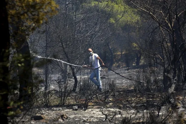 A local resident sprays water to extinguish a forest fire in an Athens neighborhood July 17, 2015. (Photo by Yannis Behrakis/Reuters)