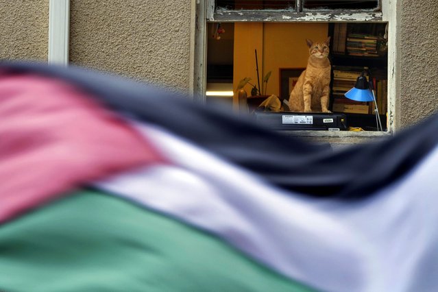 A cat sits on the window of a office as students from the Lebanese American University (LAU) chant slogans against Israel and wave Lebanese and Palestinian flags during a protest inside their university campus to demand a ceasefire and show support for Palestinians in the Gaza Strip, in Beirut, Lebanon, Tuesday, April 30, 2024. Scores of students held pro-Palestinian protests at some of the largest universities in Beirut Tuesday expressing anger over the rising deaths during the Israel-Hamas war. (Photo by Hassan Ammar/AP Photo)