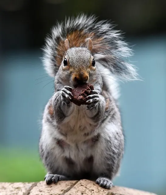 A gray squirrel eats a chocolate brownie after stealing it from a photographer's bag outside Southwark Crown Court in London, Britain, 06 ​April 2022. (Photo by Andy Rain/EPA/EFE)