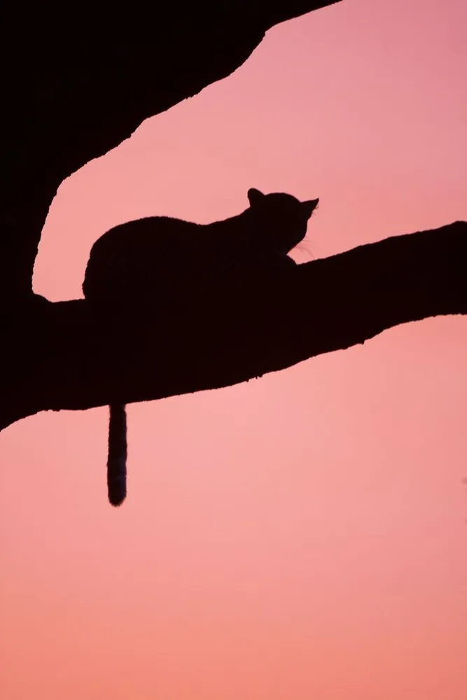 Sunsets on the Masai Mara