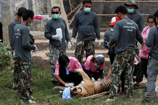 A sedated tiger is stretchered as officials start moving tigers from Tiger Temple,  May 30, 2016. (Photo by Chaiwat Subprasom/Reuters)