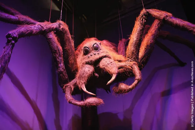 A model of Aragog used in 'Harry Potter and the Chamber of Secrets' (the second film in the series) is displayed at the new Harry Potter Studio Tour at Warner Brothers Leavesden Studios