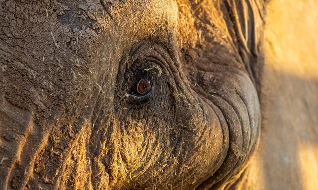 A handout photo made available by Four Paws global animal welfare organization on 21 August 2024 shows a close-up on former circus and zoo elephant, Charley, after arriving at his new 'retirement' home at Shambala Private Game Reserve in Limpopo, South Africa. Four Paws organization, Elizabeth Margaret Steyn (EMS) Foundation and Shambala Private Game Reserve collaborated for the retirement of Charley, a 42-year-old African elephant, to the 10,000-hectare Shambala Reserve in Limpopo, a Four Paws statement reads. Charley was captured in Zimbabwe, brought to South African circus in 1984 before being transferred to Pretoria's National Zoological Garden zoo in 2001. Charley's retirement and relocation in Shambala is the first step in his transition and reintegration into a natural environment. (Photo by Four Paws Handout/EPA/EFE)