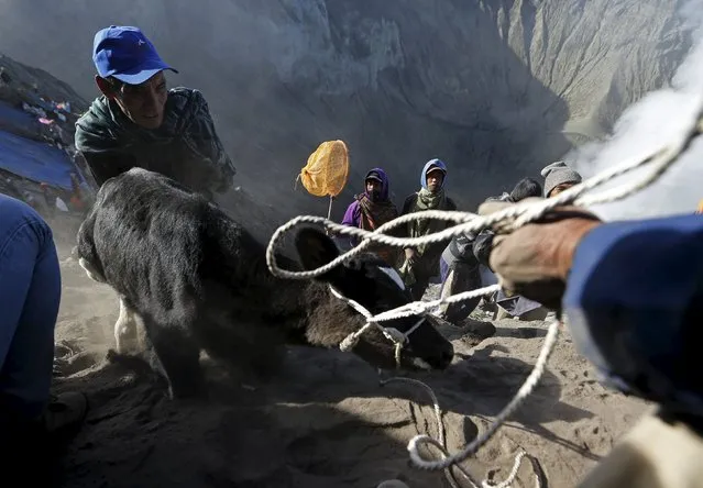 Villagers drag a cow to climb up after catching it shortly after Hindu worshippers threw the animal into the crater of Mount Bromo during the Kasada Festival in Probolinggo, Indonesia's East Java province, August 1, 2015. (Photo by Reuters/Beawiharta)