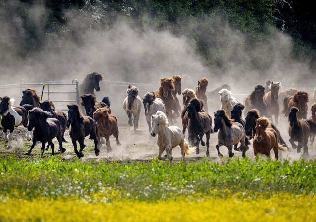 Dust swirls as Icelandic horses are driven to their paddock for the first time in the season in Wehrheim near Frankfurt, Germany, Sunday, May 15, 2022. (Photo by Michael Probst/AP Photo)