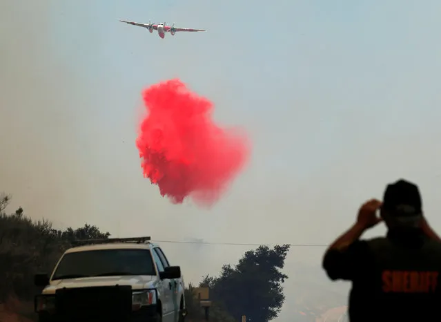 A San Diego Sheriff looks on as a water bomber makes a drop as firefighters battle a wildfire in temperatures well over 100F as it burns near Potero, California, U.S. June 20, 2016. (Photo by Mike Blake/Reuters)