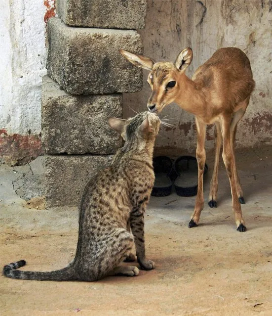 In this Wednesday, May 23, 2012 photograph, a young deer and a cat share a moment in Feench village near Jodhpur, Rajasthan state, India