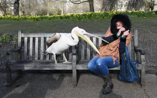 A tourist poses for photographs with a pelican enjoying the sunshine in St James' park in London, Britain on February 11, 2020. (Photo by Facundo Arrizabalaga/EPA/EFE/Rex Features/Shutterstock)