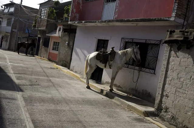 Two horses are see moored on the windows in a street of El Fortin neighborhood in Tixtla, in the state of Guerrero, August 16, 2015. (Photo by Jorge Dan Lopez/Reuters)