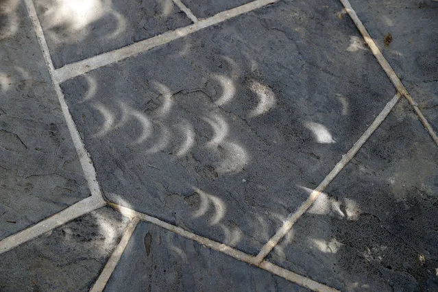Projected images of the eclipse is seen through the leaves on the trees on the sidewalk at the White House in Washington, Monday, August 21, 2017. (Photo by Alex Brandon/AP Photo)
