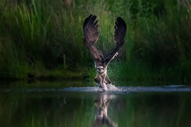 Winner. Breakfast to take away, Cairngorms national park, by Peter Stevens: “This image was taken at Gordon MacLeod’s osprey hide in Aviemore, about 6am in July 2019. The local ospreys take fish from the loch to feed their young, before the long journey back to Africa at the end of the summer”. (Photo by Peter Stevens/2020 UK National Parks Photography Competition)