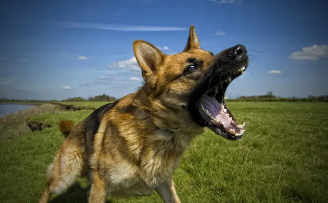 German shepherd dog with aggressive expression, United Kingdom, 2016. (Photo by Nick Measures/Getty Images)