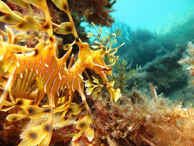 Leafy sea dragon