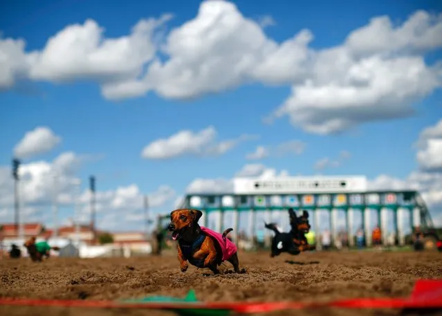 Mr. Peabody runs to the finish line in the sixth heat of a dog race, September 1, 2014, at Canterbury Park, in Shakopee, Minn. (Photo by Jeff Wheeler/AP Photo/The Star Tribune)