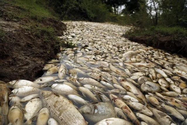 Dead fish float in the Confuso river near Villa Hayes, Paraguay, 30 kilometers north of the capital Asuncion, Saturday, October 14, 2017. Municipal authorities are investigating the cause. (Photo by Jorge Saenz/AP Photo)