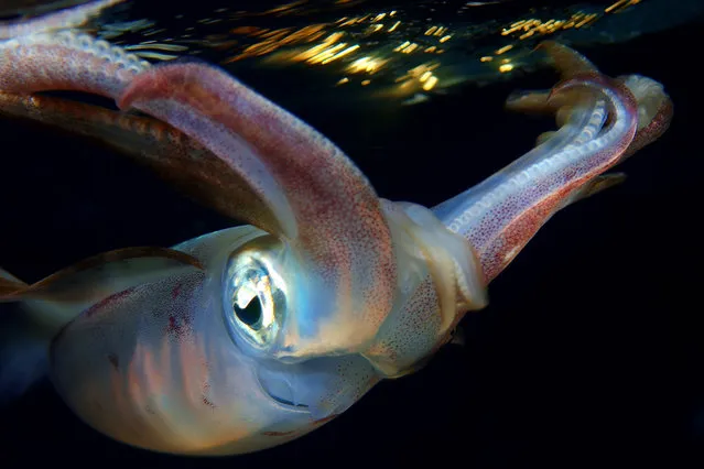 Squid. A squid in the Red Sea. Underwater photographer Andrey Nekrasov, 42, photographed bigfin reef squid in the pitch black Red Sea putting on an extraordinary light show when the sun goes down. (Photo by  Andrey Nekrasov/Medavia/ABACAPress)