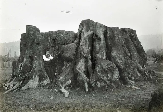 Lumberjacks From California 