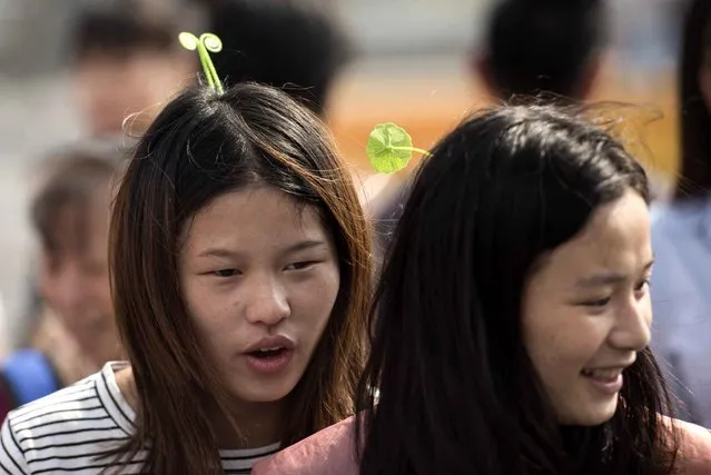 Girls wear floral hairpins near Houhai lake in Beijing on September 14, 2015. Originally from Chengdu, Sichuan province, people wear quirky floral hairpin in touristic areas. (Photo by Fred Dufour/AFP Photo)