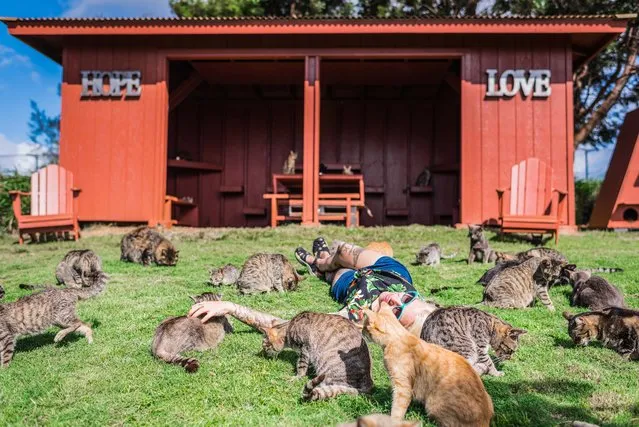 Hannah Shaw aka Kitten Lady, 30, is surrounded by rescued cats at the the Lanai Cat Sanctuary in Hawaii. (Photo by Andrew Marttila/Caters News Agency)