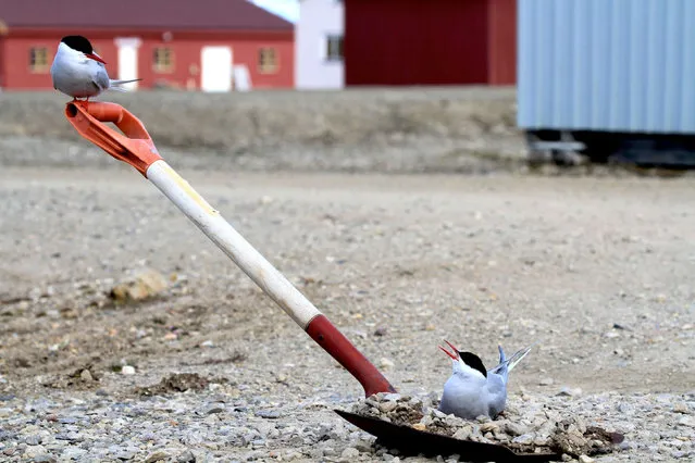 Runner up, Behaviour category. Breeding by David Costantini. Arctic terns in Svalbard. (Photo by David Costantini/PA Wire/Royal Society Publishing Photography Competition 2017)