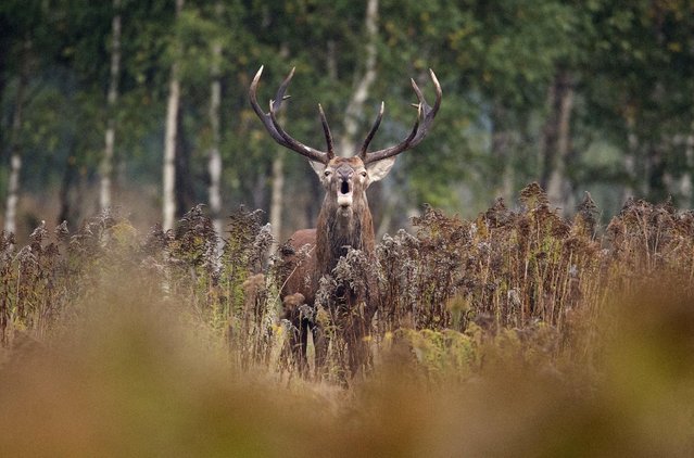 A male deer roars in a field near the village of Dobrovolya, southwest of Minsk, September 20, 2015. (Photo by Vasily Fedosenko/Reuters)