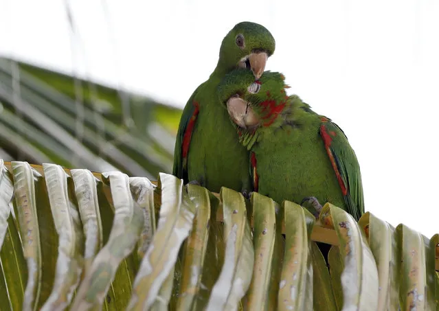 A pair of mitred parakeets snuggle in a palm tree along Miami Beach, Florida's famed South Beach, Tuesday, July 7, 2020. Beaches in Miami-Dade County reopened Tuesday after being closed July 3 through 6 to prevent the spread of the new coronavirus. (Photo by Wilfredo Lee/AP Photo)