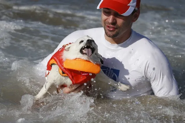 A surfing dog is lifted out of the ocean after wiping out during the Surf City Surf Dog Contest in Huntington Beach, California September 27, 2015. (Photo by Lucy Nicholson/Reuters)